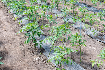Tomato seedling before planting into the soil, greenhouse plants, drip irrigation, greenhouse cultivation of tomatoes in agriculture, hard-working farmer hands