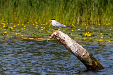 Cute common tern sitting on branch