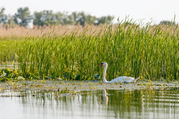 White swan in Danube Delta