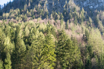 Fototapeta premium Visit to Hallstatt village
