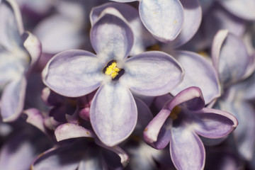 flowers of lilac