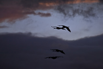Sandhill Cranes, Bosque del Apache, New Mexico