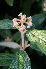 Botanical Gardens, Wellington, New Zealand