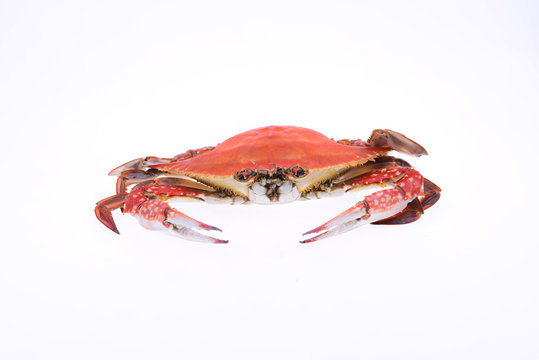 Cooked crab isolated on a white background