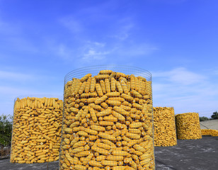 Many hoard of corn, on the roof