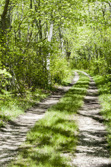 Curving dirt road Munn Preserve