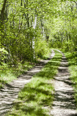 Fototapeta na wymiar Curving dirt road Munn Preserve