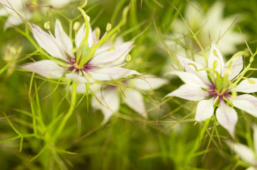 Black caraway - white