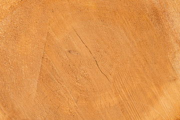 Brennholz