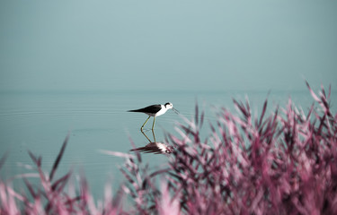 Black-winged Stilt (Himantopus himantopus) on the water