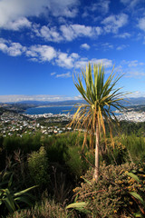 Fototapeta na wymiar Wrights Hill, Wellington, New Zealand
