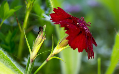 Red carnation - Dianthus caryophyllus