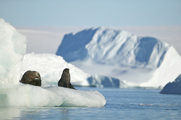 Fototapeta premium Antarctic Fur Seal (Arctocephalus gazella) on an iceberg