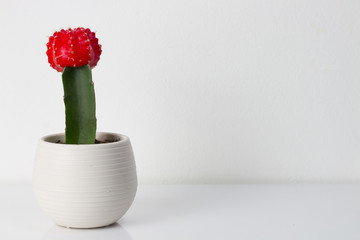 Red Moon Cactus in A Pot Isolated