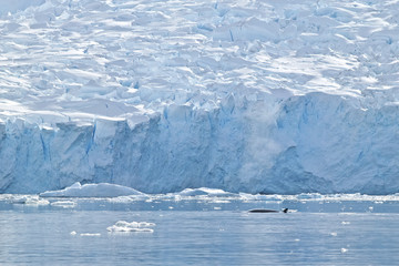 Minke whale (Balaenoptera bonaerensis) Antactica, Neko Harbour