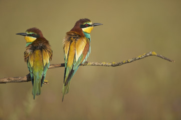 European Bee-eater (Merops apiaster)