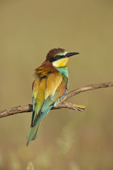 European Bee-eater (Merops apiaster)