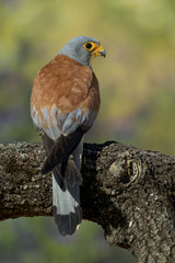 Naklejka na ściany i meble Lesser Kestrel (Falco naumanni), male.