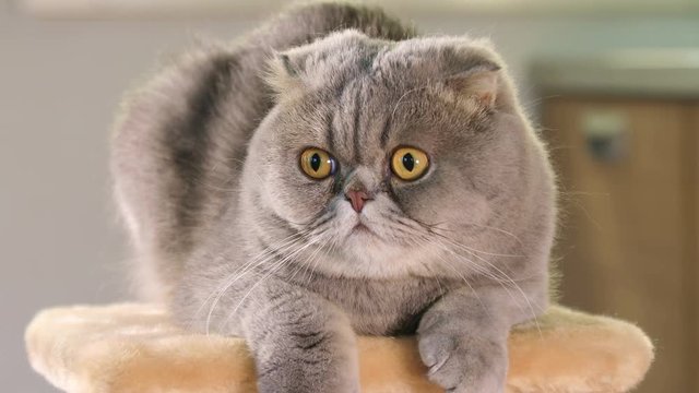 Thoroughbred Scottish Fold cat resting on the stand and  looks into amazement around, closeup
