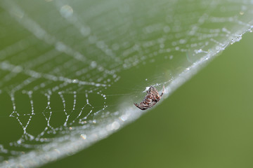 Side view of a tiny spider at the center of a wet cobweb against a blurred green background