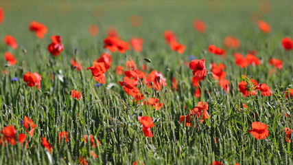 Red poppies and blue flowers in a wheat field background