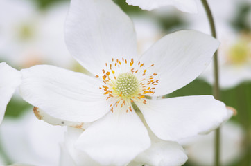 Obraz premium A photo of a beautiful japanese anemone flower in a garden. 
