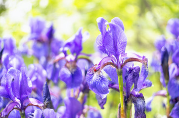 Lots of beautiful Siberian iris flowers in a garden. The alternative name of Siberian Iris is Siberian flag. Selective focus.