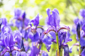 Crédence de cuisine en verre imprimé Iris Lots of beautiful Siberian iris flowers in a garden. The alternative name of Siberian Iris is Siberian flag. Selective focus.