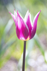 A photo of a beautiful single tulip over a blurred background. This sort of tulips is called Ballada.