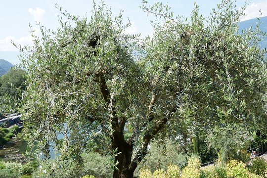 Olivenbaum in Südtiroler Berglandschaft