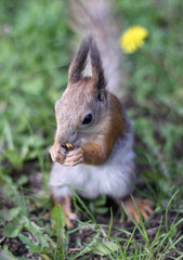 Naklejka na ściany i meble Furry squirrel eats nuts in the meadow