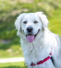 Smiling English Cream Golden Retriever