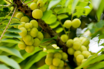 star gooseberry on tree