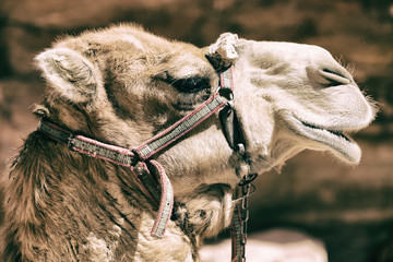  in jordan the head of a camel