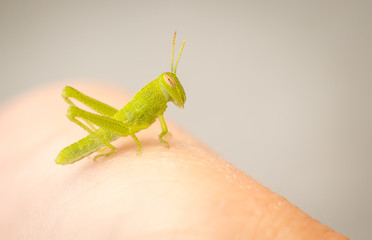 Beautiful Small Green Grasshopper Close-Up Resting On Human Hand.