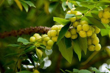 star gooseberry on tree