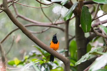 Orange bird