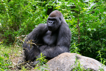 Gorilla