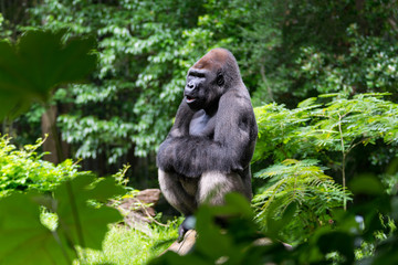 Gorilla