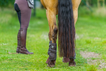 tail from a brown horse with a horsewoman