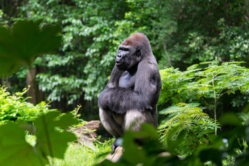 Gorilla