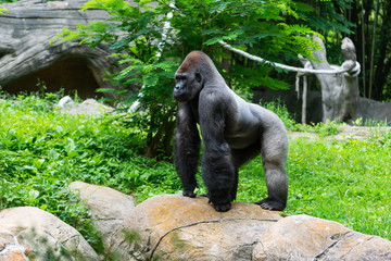 Gorilla © Martin