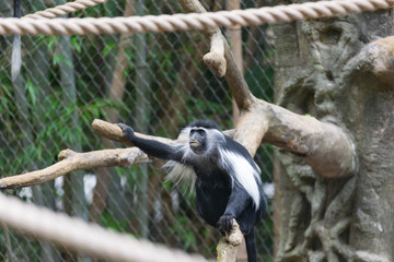 Obraz premium The monkey.. 