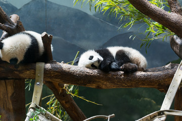 Baby Pandas