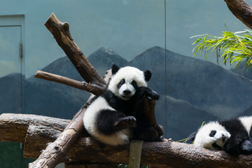 Baby Pandas