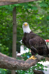 Eagle stare