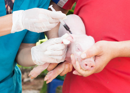 injecting pigs