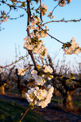 Fruit tree blossoms in the warm light of morning