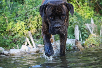 chien cané corso à la rivière