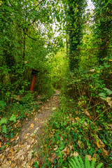 Empty footpath leading through dense green forest with leaves on floor, Belgium.